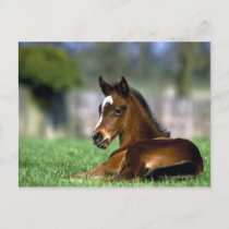 Thoroughbred Horse | Ireland Postcard