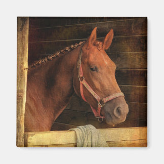 Thoroughbred Horse Magnet