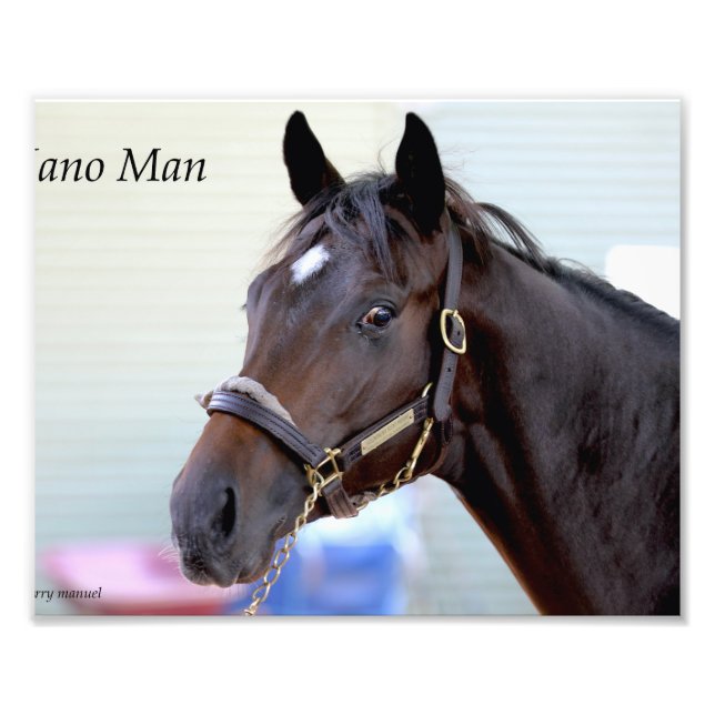 Thoroughbred horse - Nano Man Photo Print (Front)