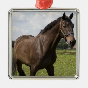 Thoroughbred Horse Ornament