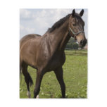 Thoroughbred Horse Postcard