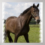 Thoroughbred Horse Print