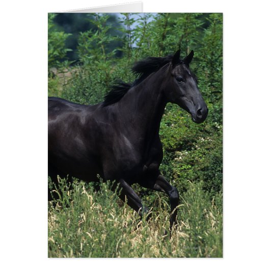 Thoroughbred Horse Running in Grass Cards (Front)