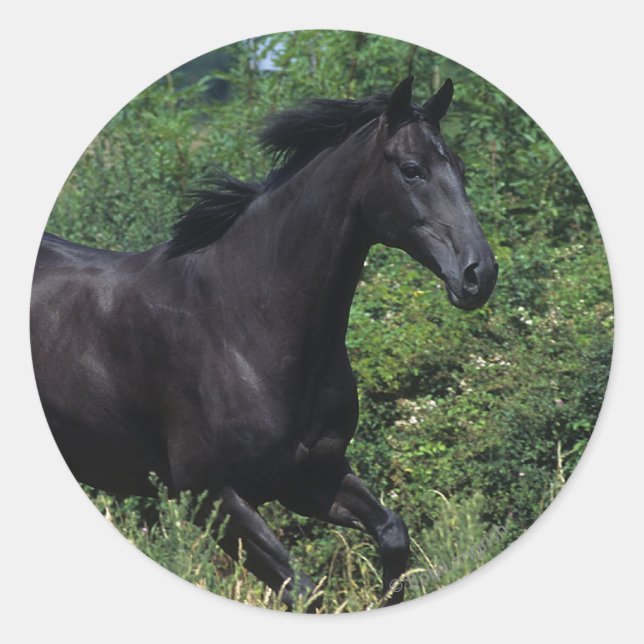 Thoroughbred Horse Running in Grass Classic Round Sticker (Front)