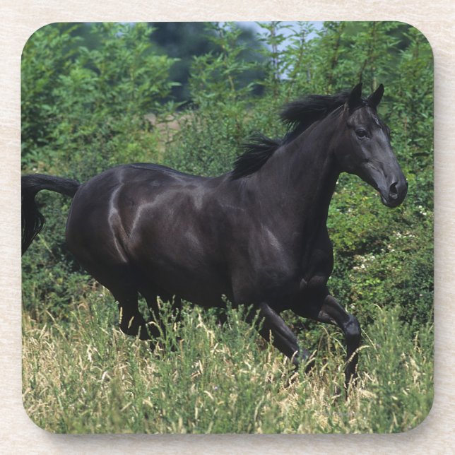 Thoroughbred Horse Running in Grass Coaster (Front)