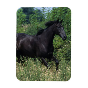 Thoroughbred Horse Running in Grass Magnet