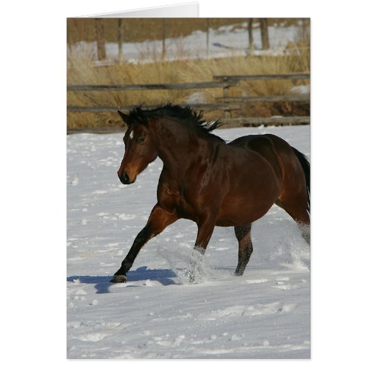 Thoroughbred Horse Running in the Snow Cards (Front)