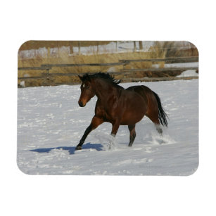 Thoroughbred Horse Running in the Snow Magnet