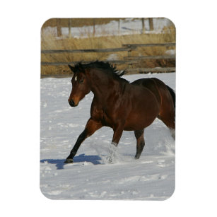 Thoroughbred Horse Running in the Snow Magnet