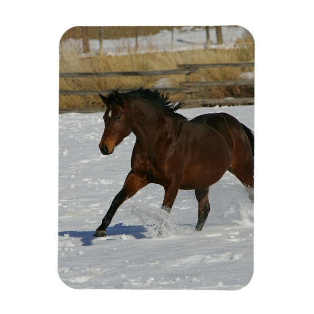 Thoroughbred Horse Running in the Snow Magnet (Vertical)
