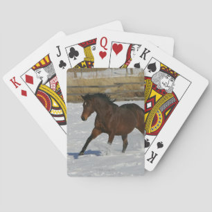 Thoroughbred Horse Running in the Snow Poker Cards