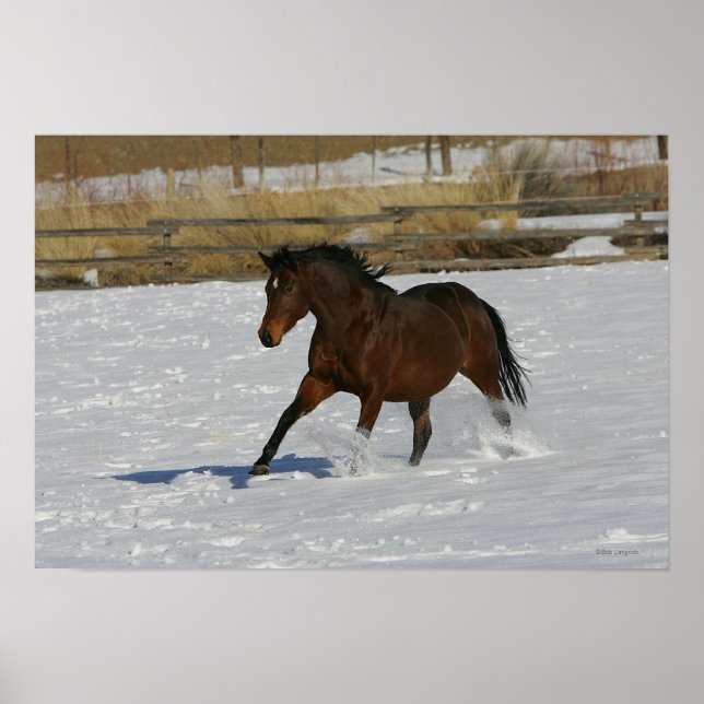 Thoroughbred Horse Running in the Snow Poster (Front)