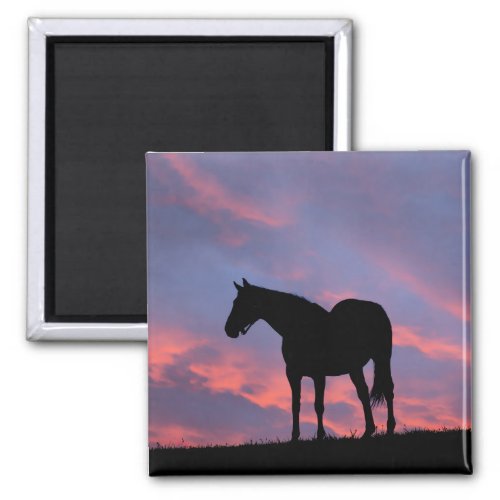 Thoroughbred Horse Silhouetted at Sunrise Magnet