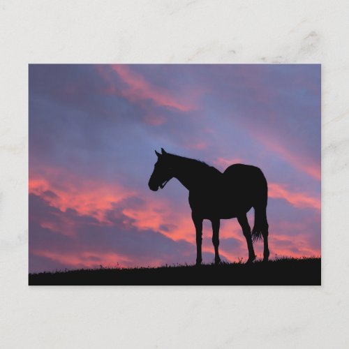 Thoroughbred Horse Silhouetted at Sunrise Postcard