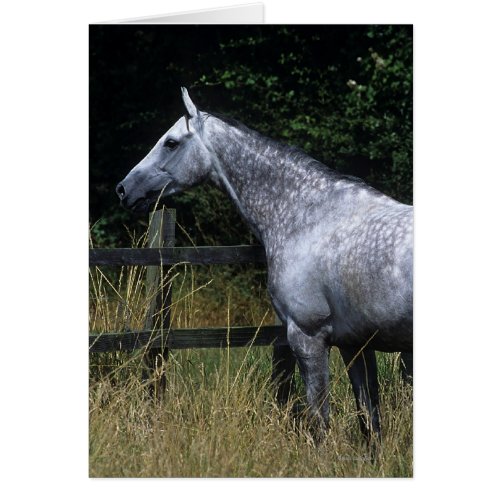 Thoroughbred Horse Standing by Fence