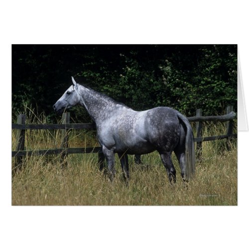 Thoroughbred Horse Standing by Fence