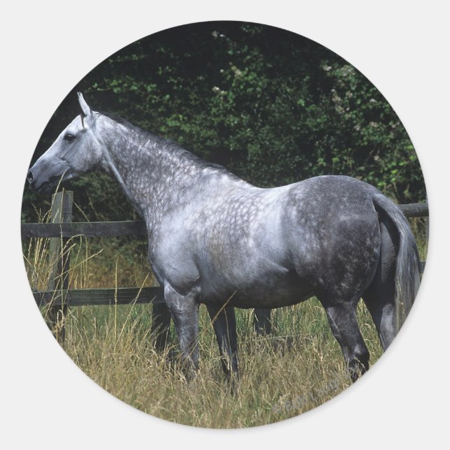 Thoroughbred Horse Standing by Fence Classic Round Sticker (Front)
