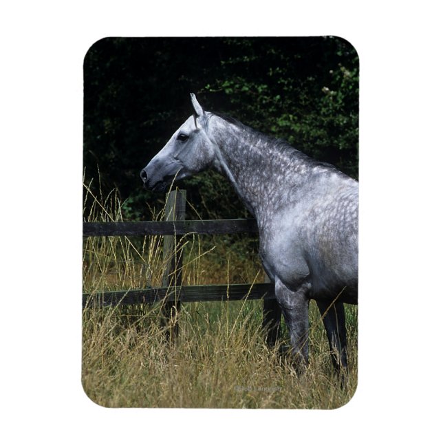 Thoroughbred Horse Standing by Fence Magnet (Vertical)