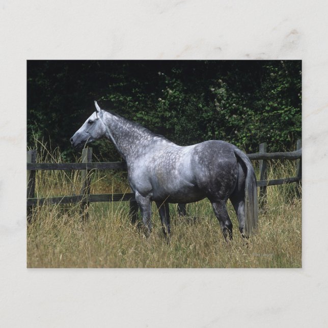 Thoroughbred Horse Standing by Fence Postcard (Front)