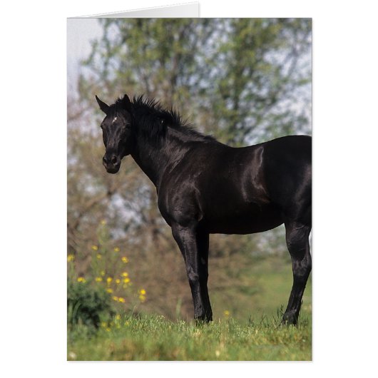Thoroughbred Horse Standing Cards (Front)