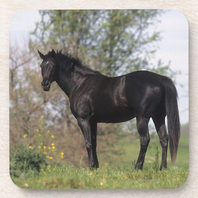 Thoroughbred Horse Standing Drink Coaster (Front)