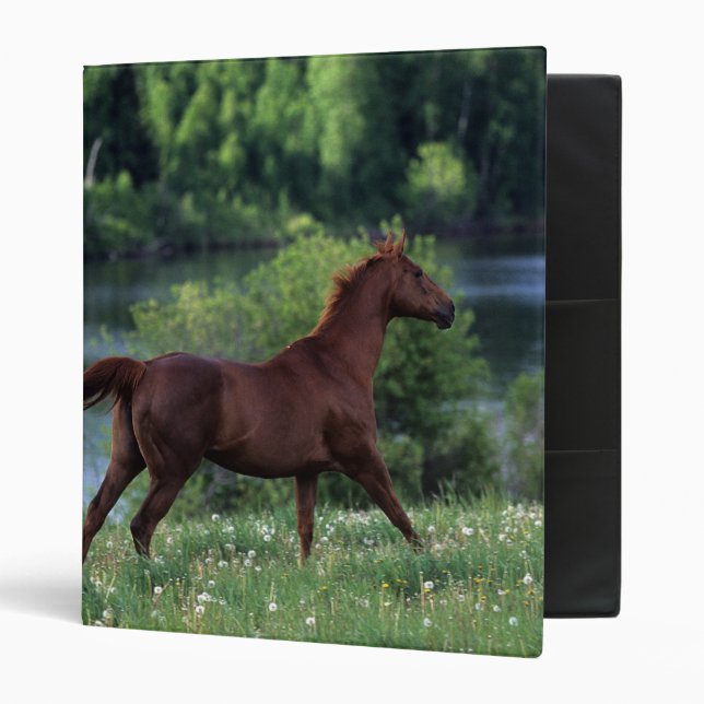 Thoroughbred Horse Standing in Flowers 3 Ring Binder (Front/Inside)