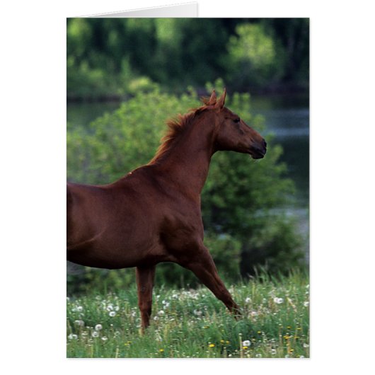 Thoroughbred Horse Standing in Flowers Cards (Front)