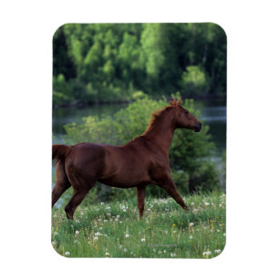 Thoroughbred Horse Standing in Flowers Magnet