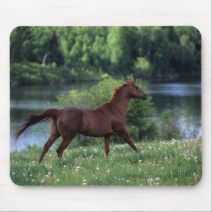 Thoroughbred Horse Standing in Flowers Mouse Pad