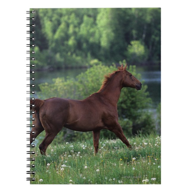 Thoroughbred Horse Standing in Flowers Notebook (Front)