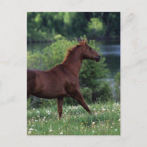 Thoroughbred Horse Standing in Flowers Postcard