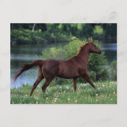 Thoroughbred Horse Standing in Flowers Postcard