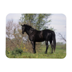 Thoroughbred Horse Standing Magnet