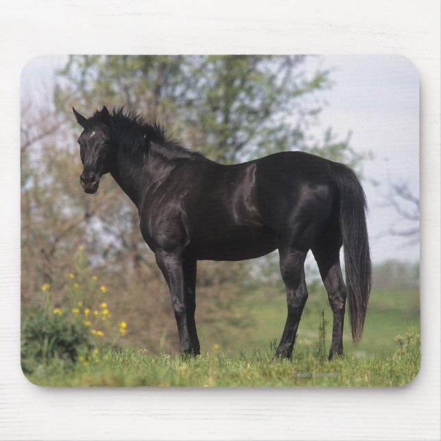 Thoroughbred Horse Standing Mouse Pad (Front)