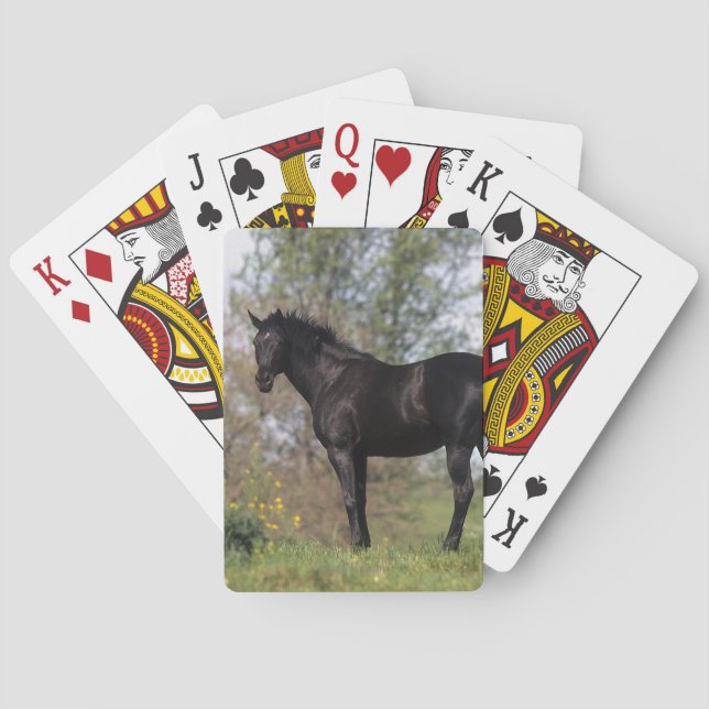 Thoroughbred Horse Standing Poker Cards (Back)