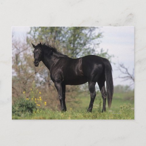 Thoroughbred Horse Standing Postcard