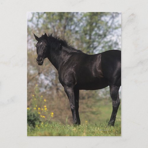 Thoroughbred Horse Standing Postcard