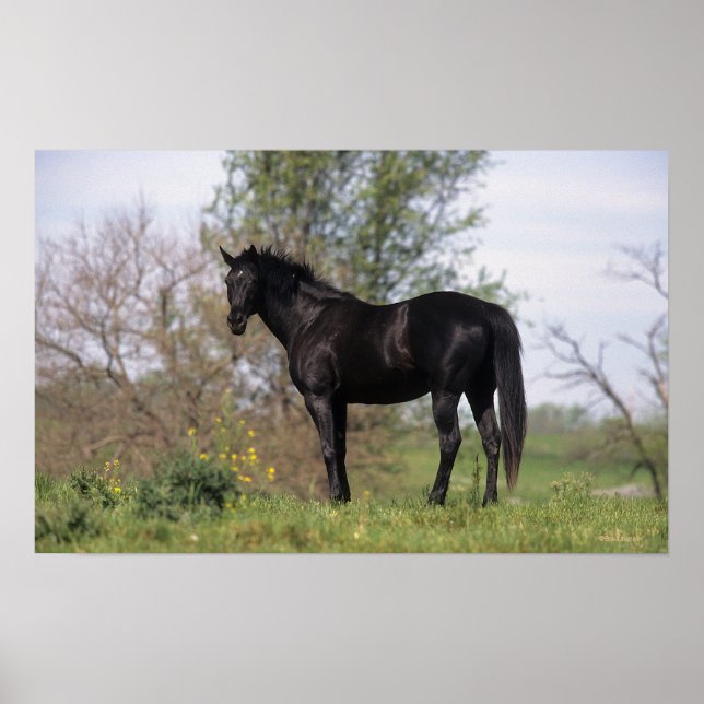 Thoroughbred Horse Standing Poster (Front)