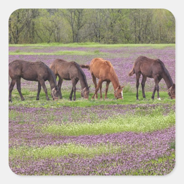 Thoroughbred horses in field of henbit flowers square sticker (Front)