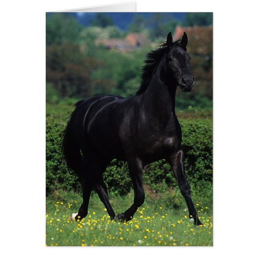 Thoroughbred Horses in Flower Field Cards (Front)