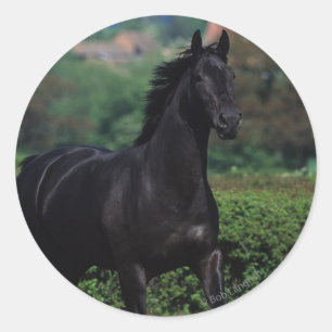 Thoroughbred Horses in Flower Field Classic Round Sticker