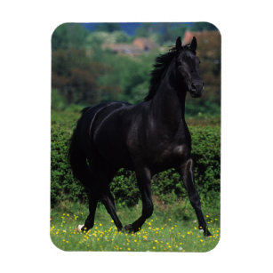 Thoroughbred Horses in Flower Field Magnet