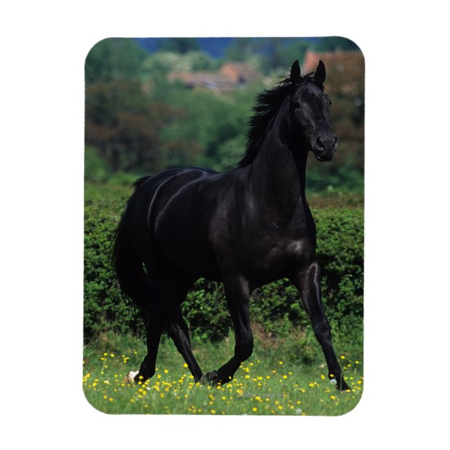 Thoroughbred Horses in Flower Field Magnet (Vertical)
