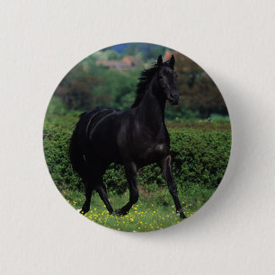 Thoroughbred Horses in Flower Field Pinback Button