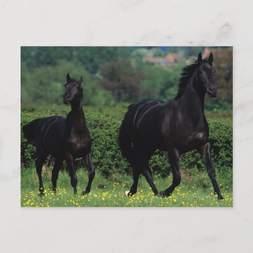 Thoroughbred Horses in Flower Field Postcard