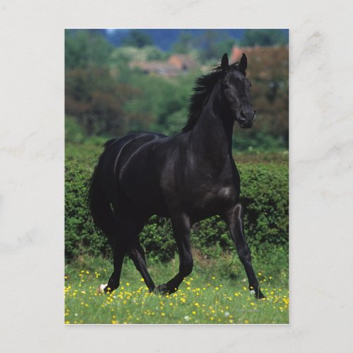 Thoroughbred Horses in Flower Field Postcard