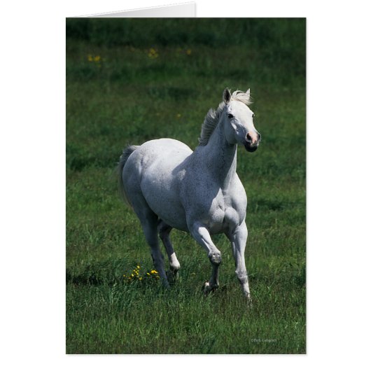 Thoroughbred Mare Cards (Front)