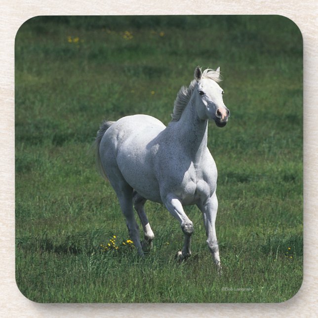 Thoroughbred Mare Drink Coaster (Front)