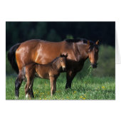 Thoroughbred Mare & Foal 1 (Front Horizontal)