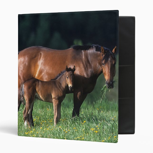 Thoroughbred Mare & Foal 1 3 Ring Binder (Front/Inside)